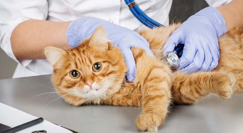 Approaches to the Most Common Feline Neurological Emergencies